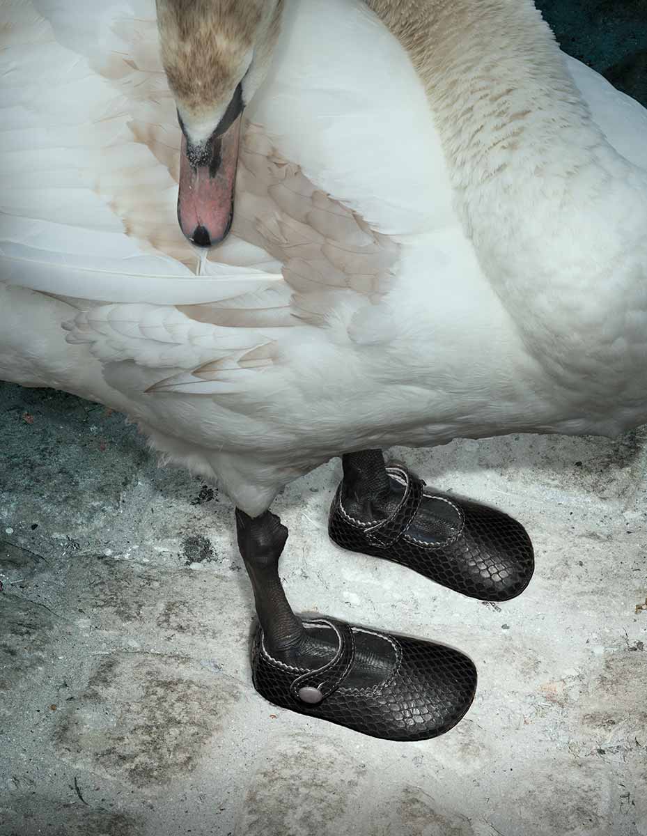 Swan in shoes