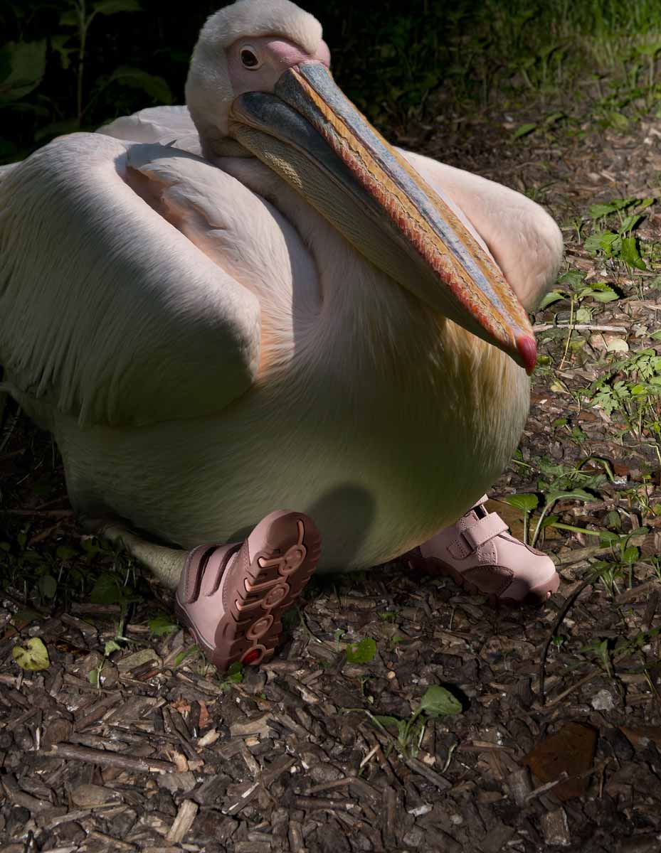 Pelican with shoes