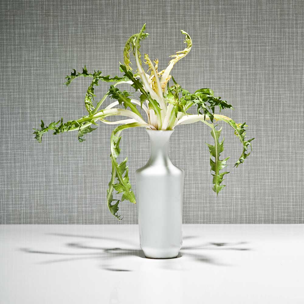 dandelion in a vase