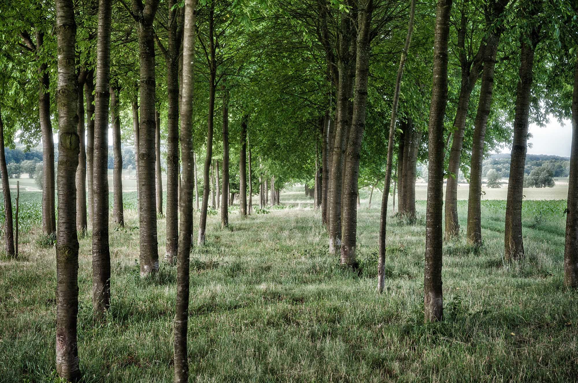 trees lined up between fields