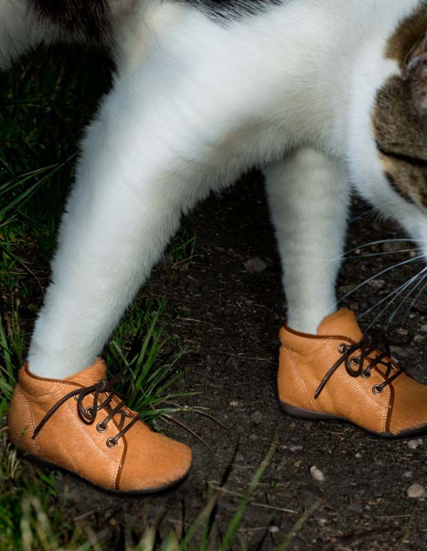 cat with shoes